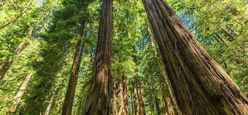 National Arbor Day