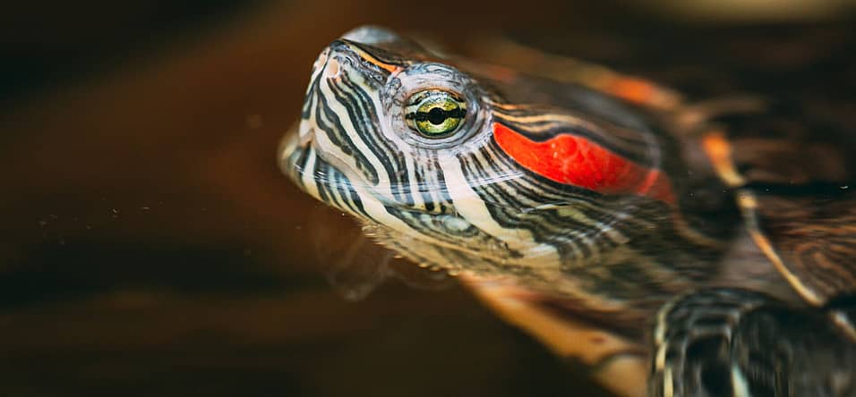 Turtle Adoption Day