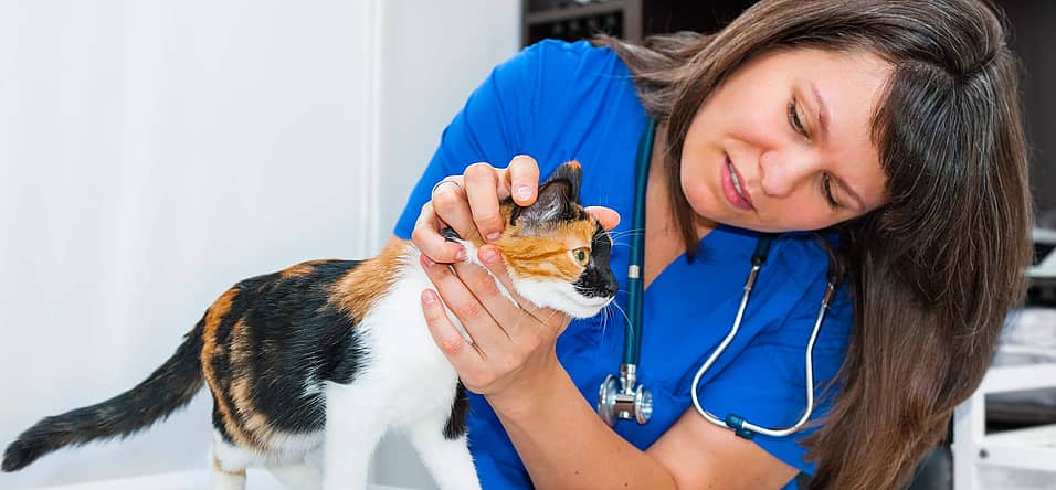 National Take Your Cat to the Vet Day