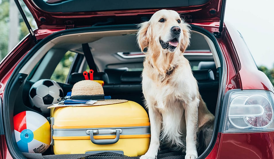 National Pet Travel Safety Day (January 2nd) | Days Of The Year
