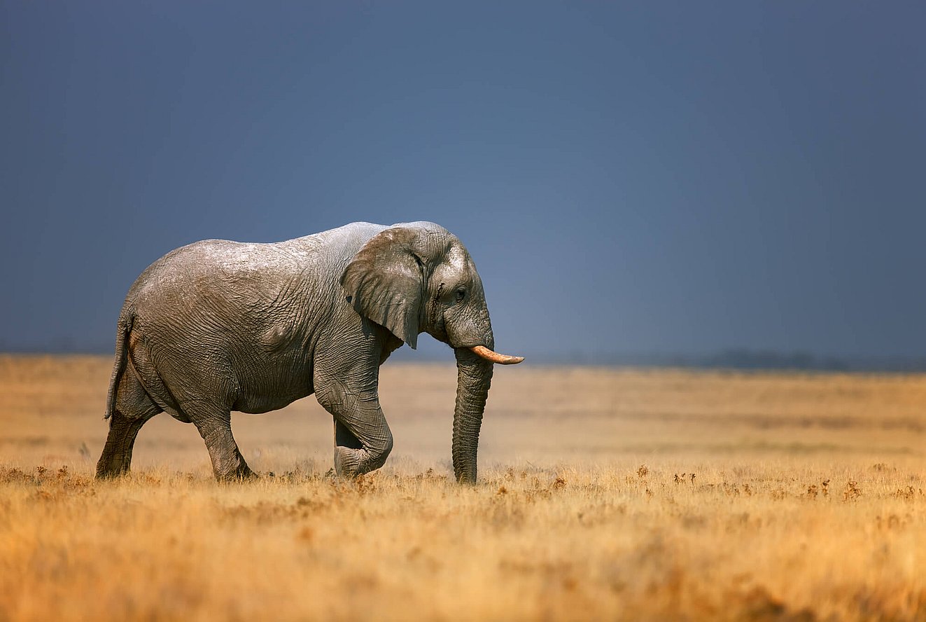 National Elephant Appreciation Day (September 22nd) Days Of The Year