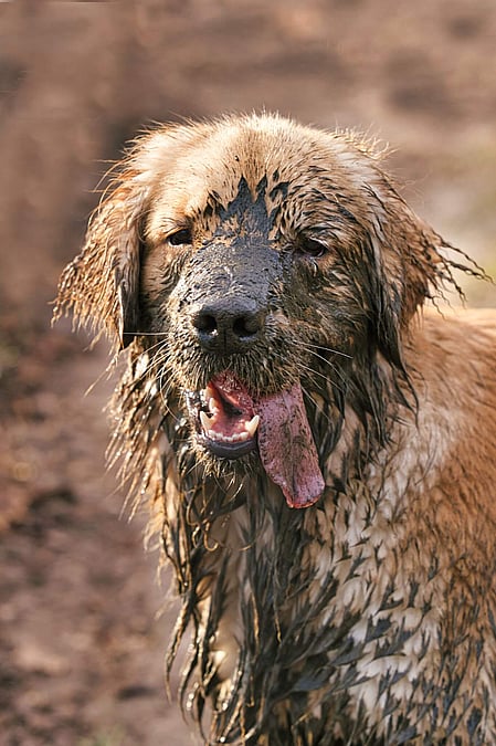 Muddy Dog Day October 31st Days Of The Year