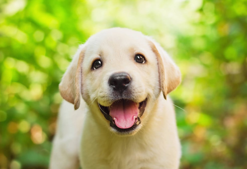 Purebred dogs sales