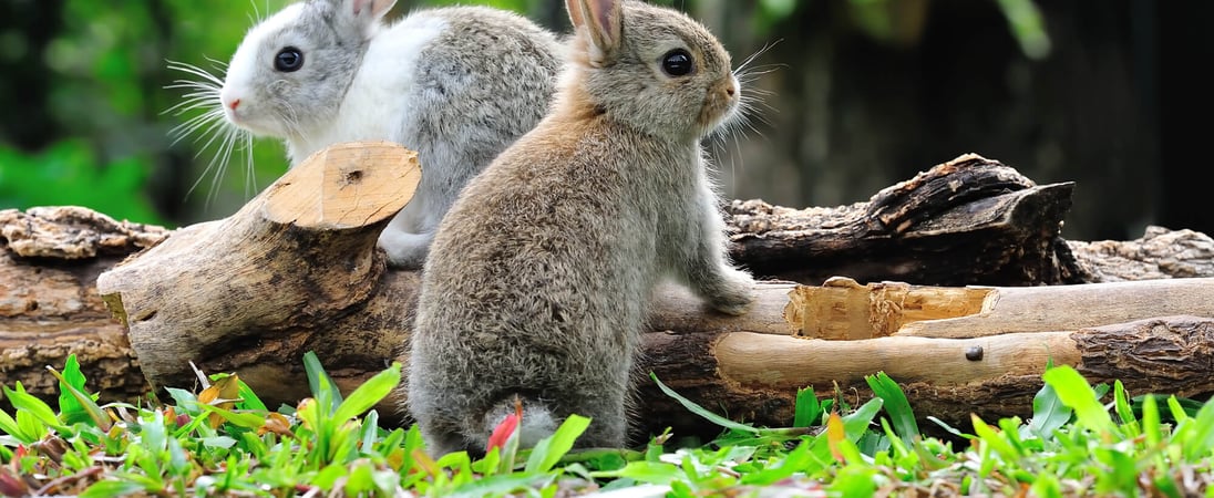 Yesterday's news for rabbits new arrivals