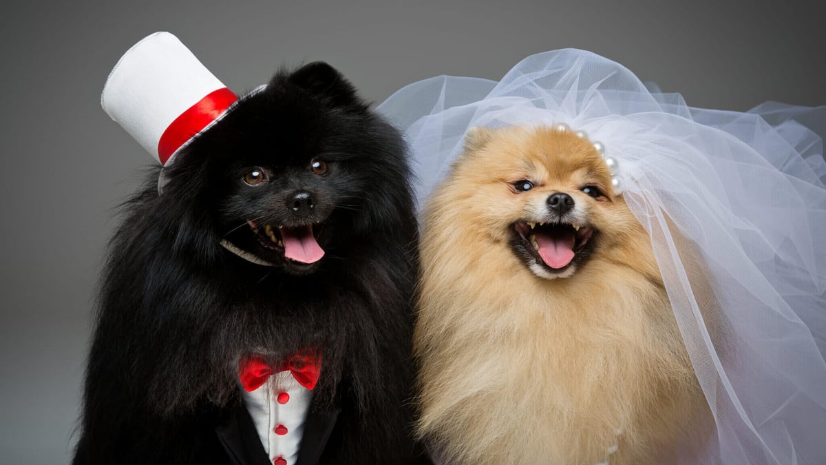 Pomeranian wedding dress sales