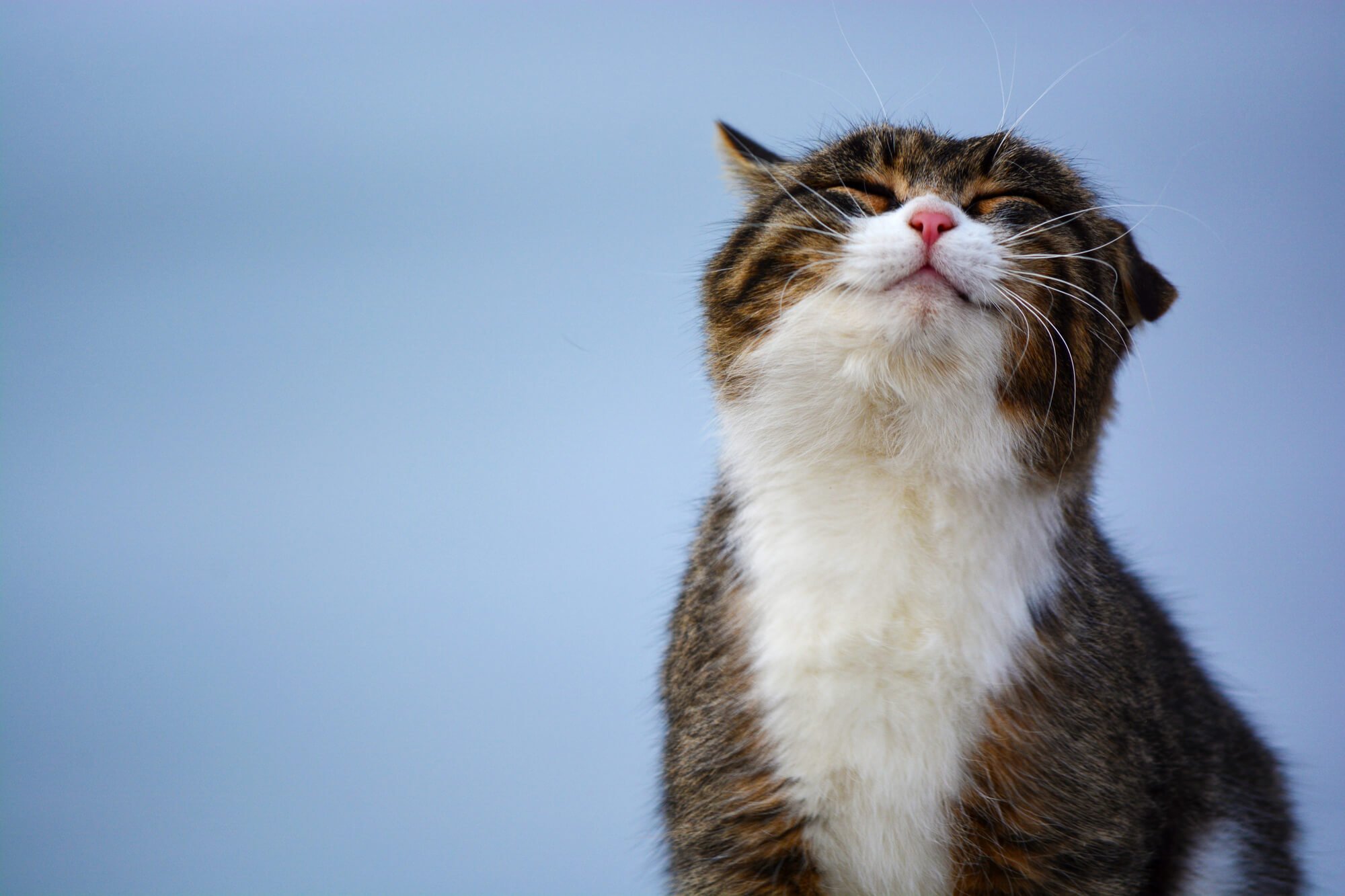 Cat month discount
