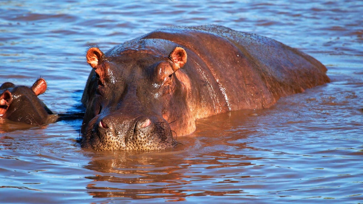 World Hippo Day (February 15th) | Days Of The Year