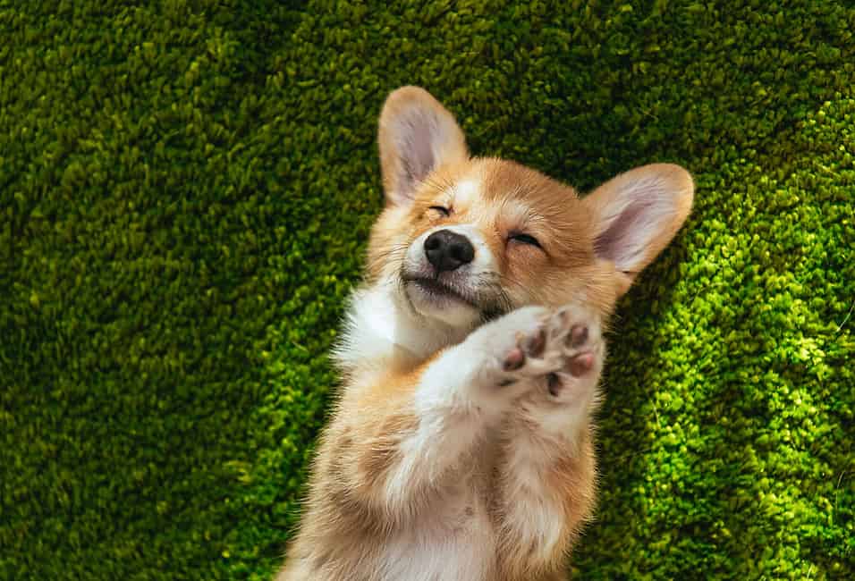 National sales corgi day