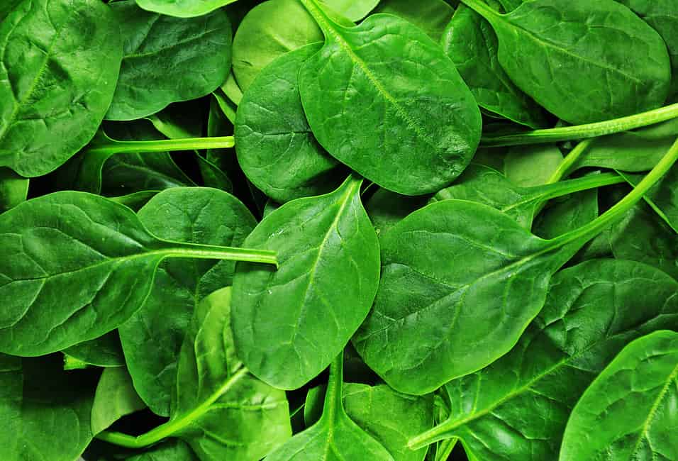 Fresh Spinach Day July 16th Days Of The Year