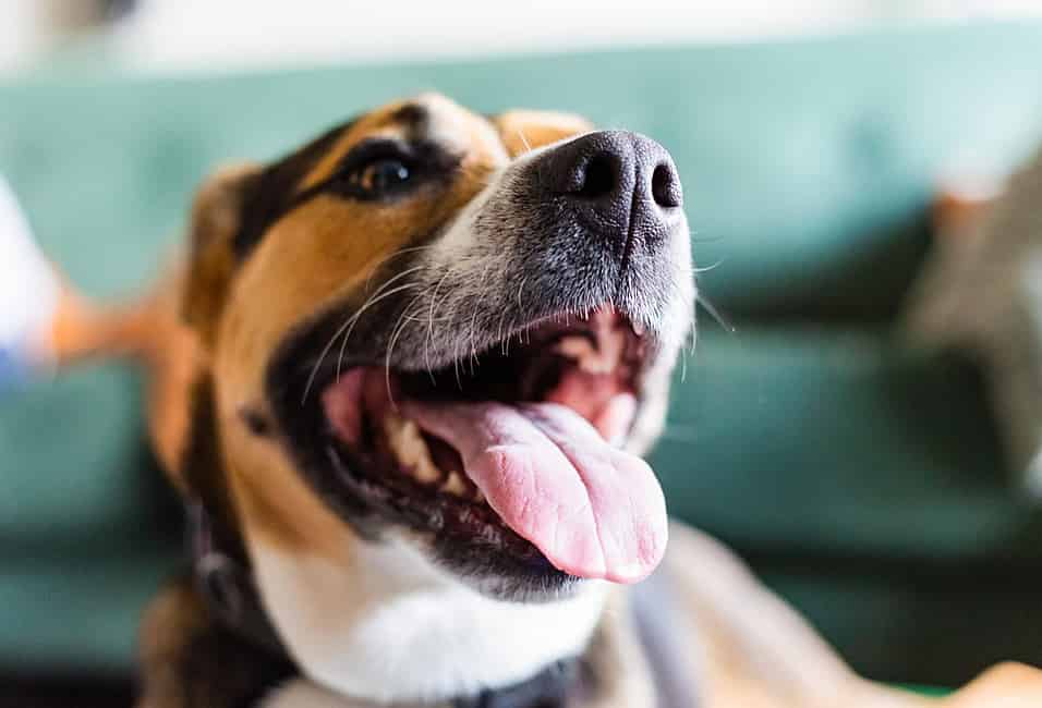 National Mutt Day July 31st 2024 Days Of The Year