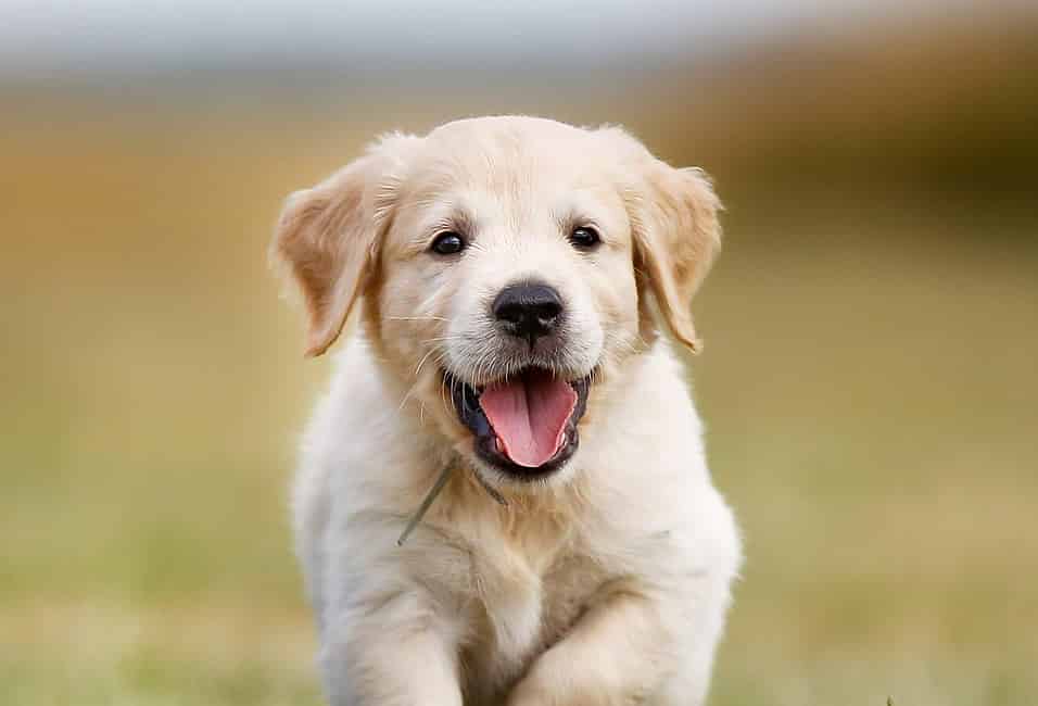 Puppy price best sale