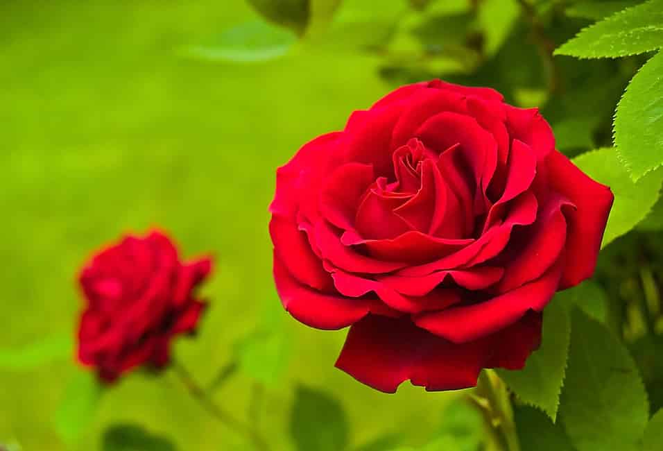 Red shop rose day
