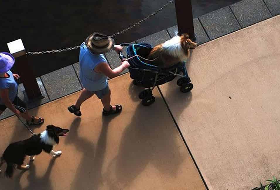 National dog walking sales day