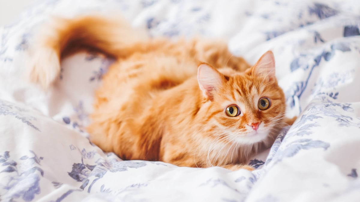 Ginger Cat Appreciation Day (September 1st) Days Of The Year