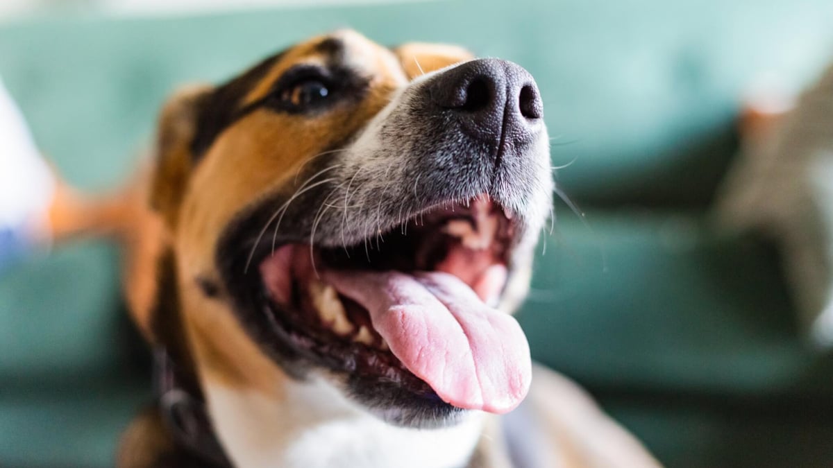 International mutt day 2025