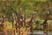 World Giraffe Day 21st June Days Of The Year