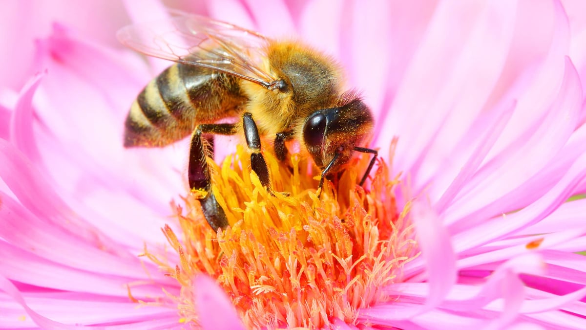 World Honey Bee Day 21st August 21 Days Of The Year World Honey Bee Day 21st August 21 Days Of The Year