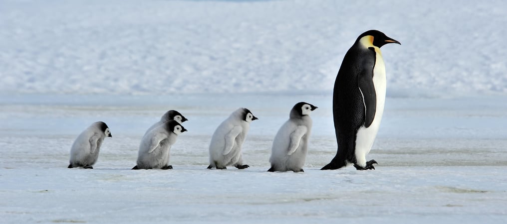 Penguin Awareness Day