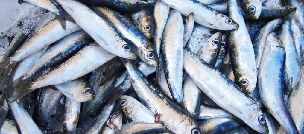 Sardines Day (24th November) Days Of The Year