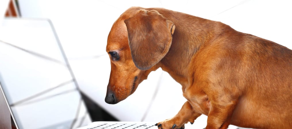 Take Your Dog To Work Day Days Of The Year (25th June, 2021)