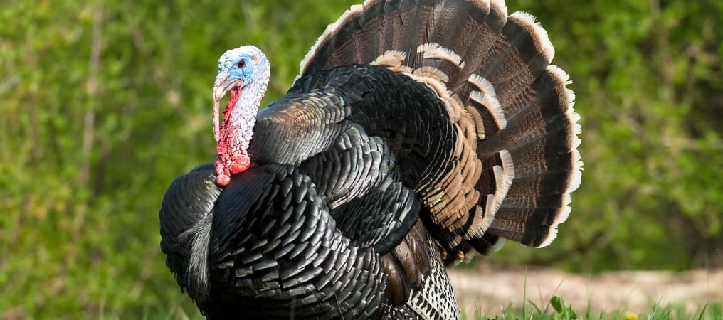 Turkey Lovers' Day – Days Of The Year (20th June, 2021)