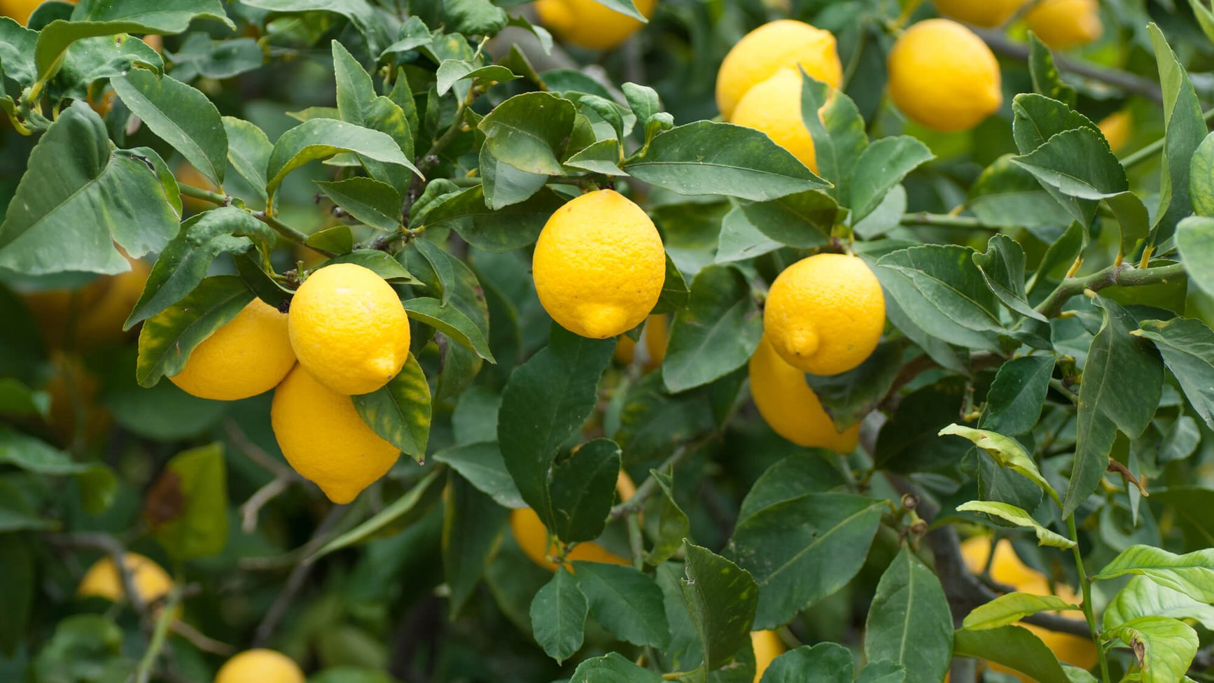 Plant a Lemon Tree Day (15th May, 2021) Days Of The Year