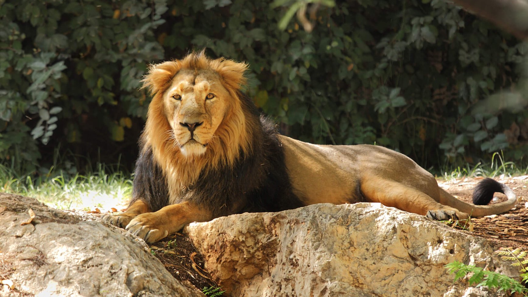 Zoo Lovers Day (8th April) Days Of The Year