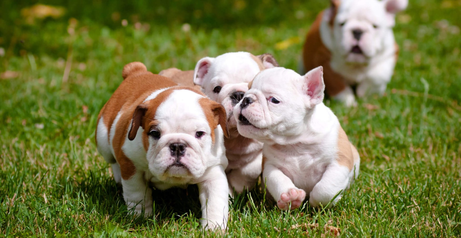Bulldogs Are Beautiful Day (21st April) – Days Of The Year