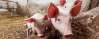 World Farm Animals Day (2nd October) Days Of The Year