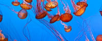 Jellyfish Day (3rd November) | Days Of The Year
