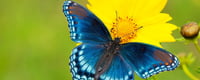 Learn about butterflies day 14th march days of the year
