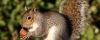 Squirrel Appreciation Day (21st January) | Days Of The Year