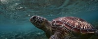 Turtle Day Days Of The Year 23rd May Turtle Day Days Of The Year 23rd May