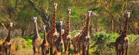 World Giraffe Day 21st June Days Of The Year World Giraffe Day 21st June Days Of The Year