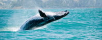 World Whale Day Days Of The Year (20th February, 2022)