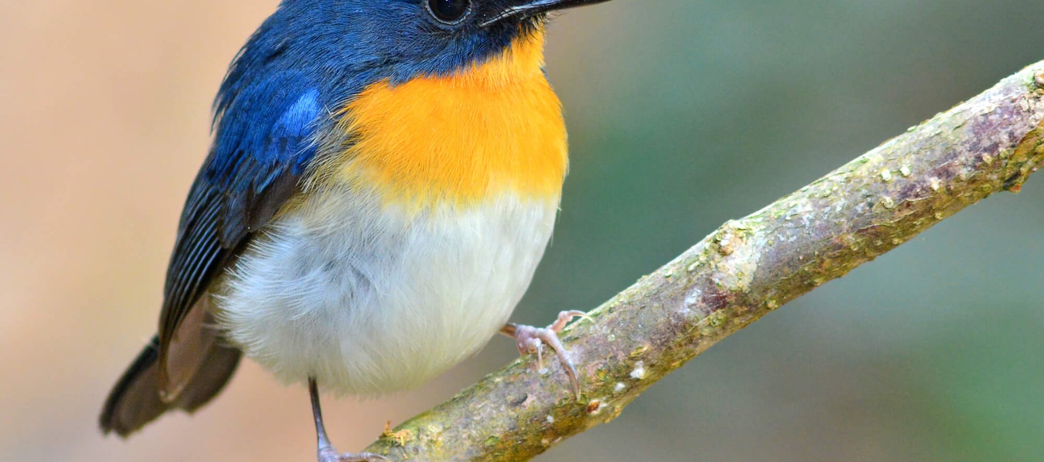 Bird Day (5th January) Days Of The Year