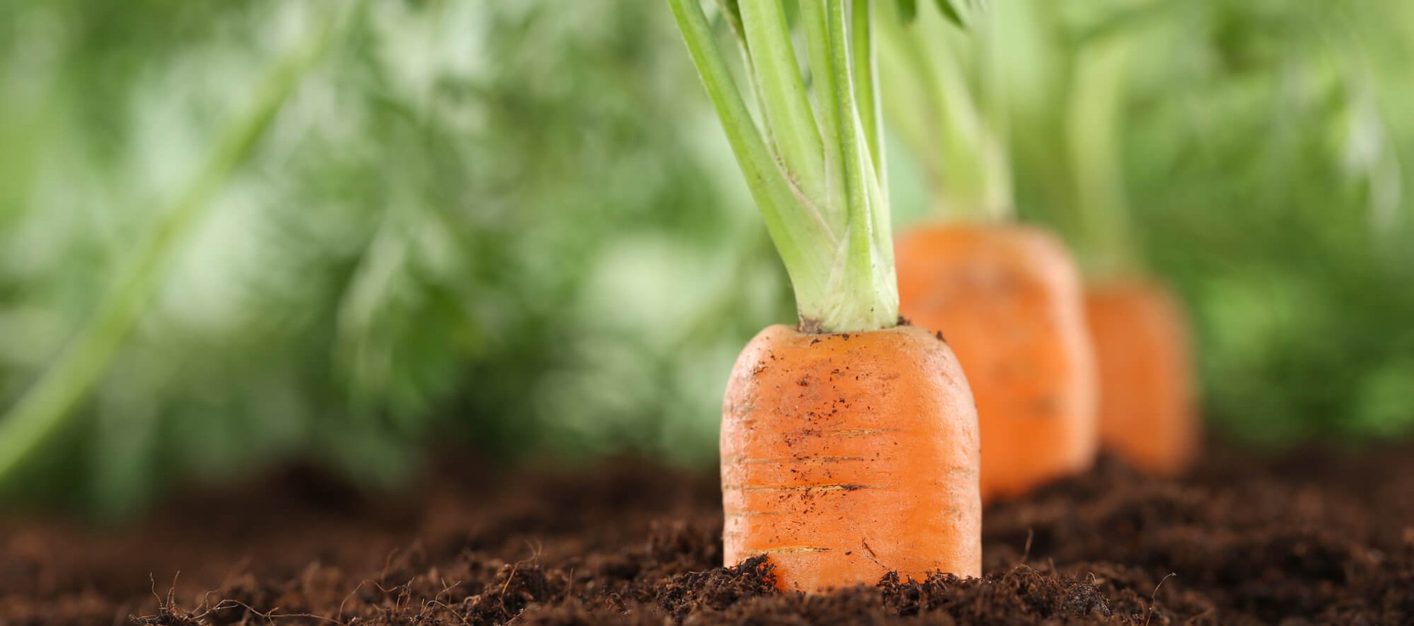 Carrot Day (4th April) Days Of The Year