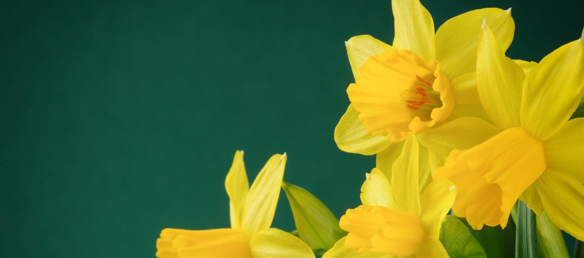 Daffodil Day (27th August, 2021) Days Of The Year