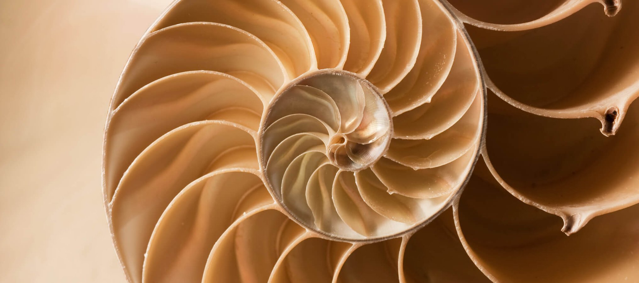 Fibonacci Day Days Of The Year (23rd November)