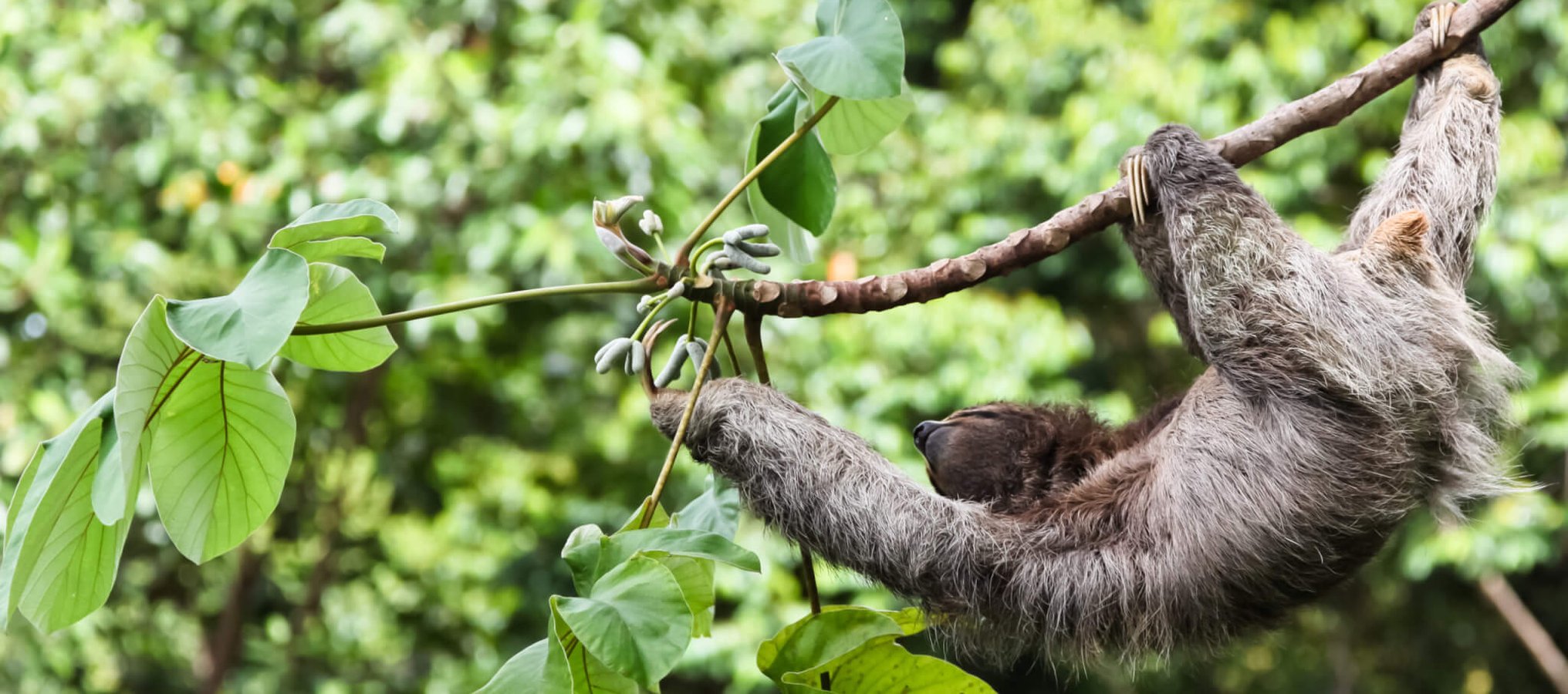 International Sloth Day (20th October) Days Of The Year
