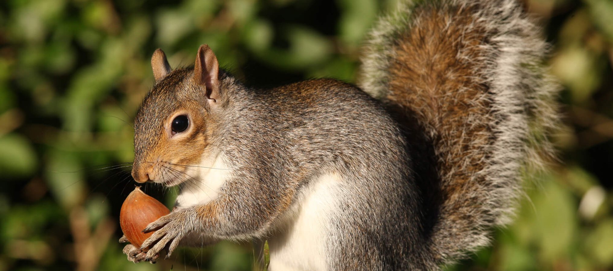 Squirrel Appreciation Day (21st January) Days Of The Year