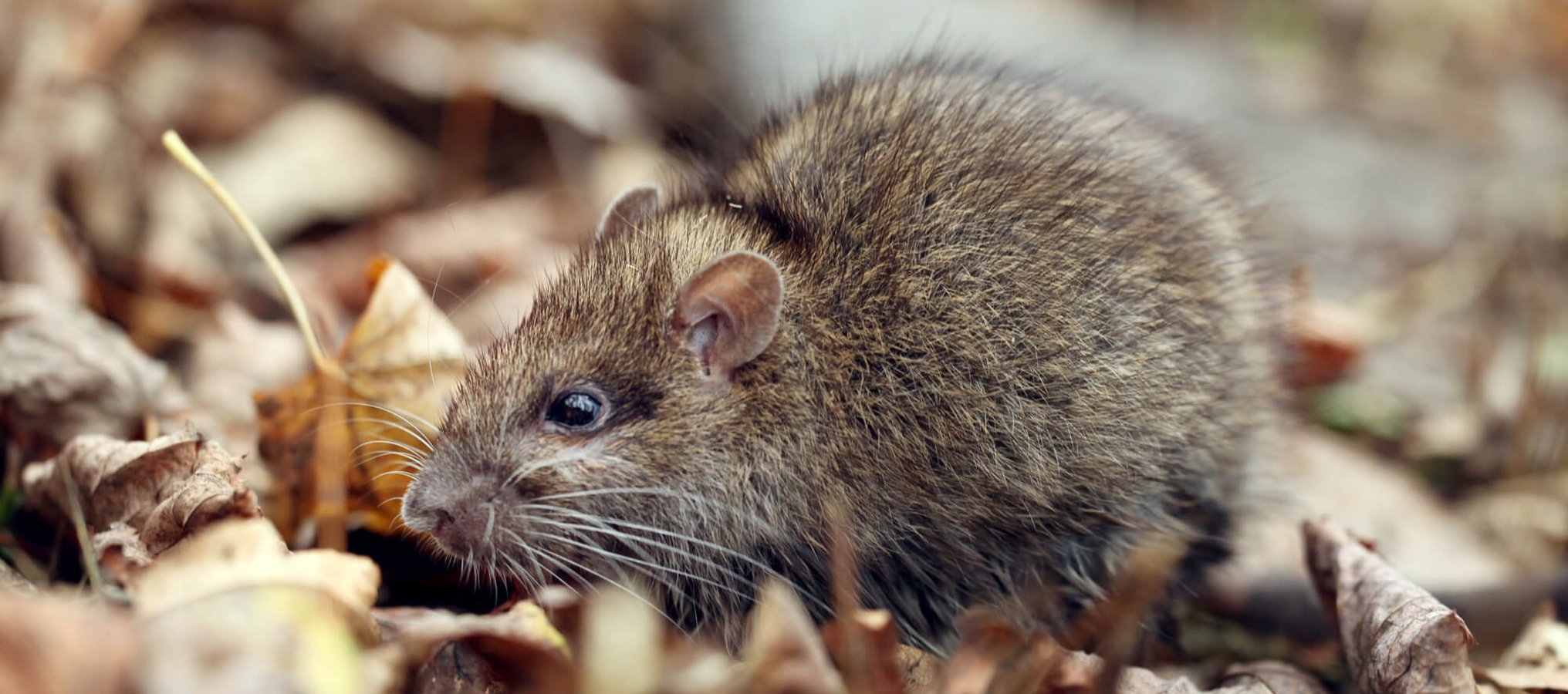 World Rat Day (4th April) Days Of The Year