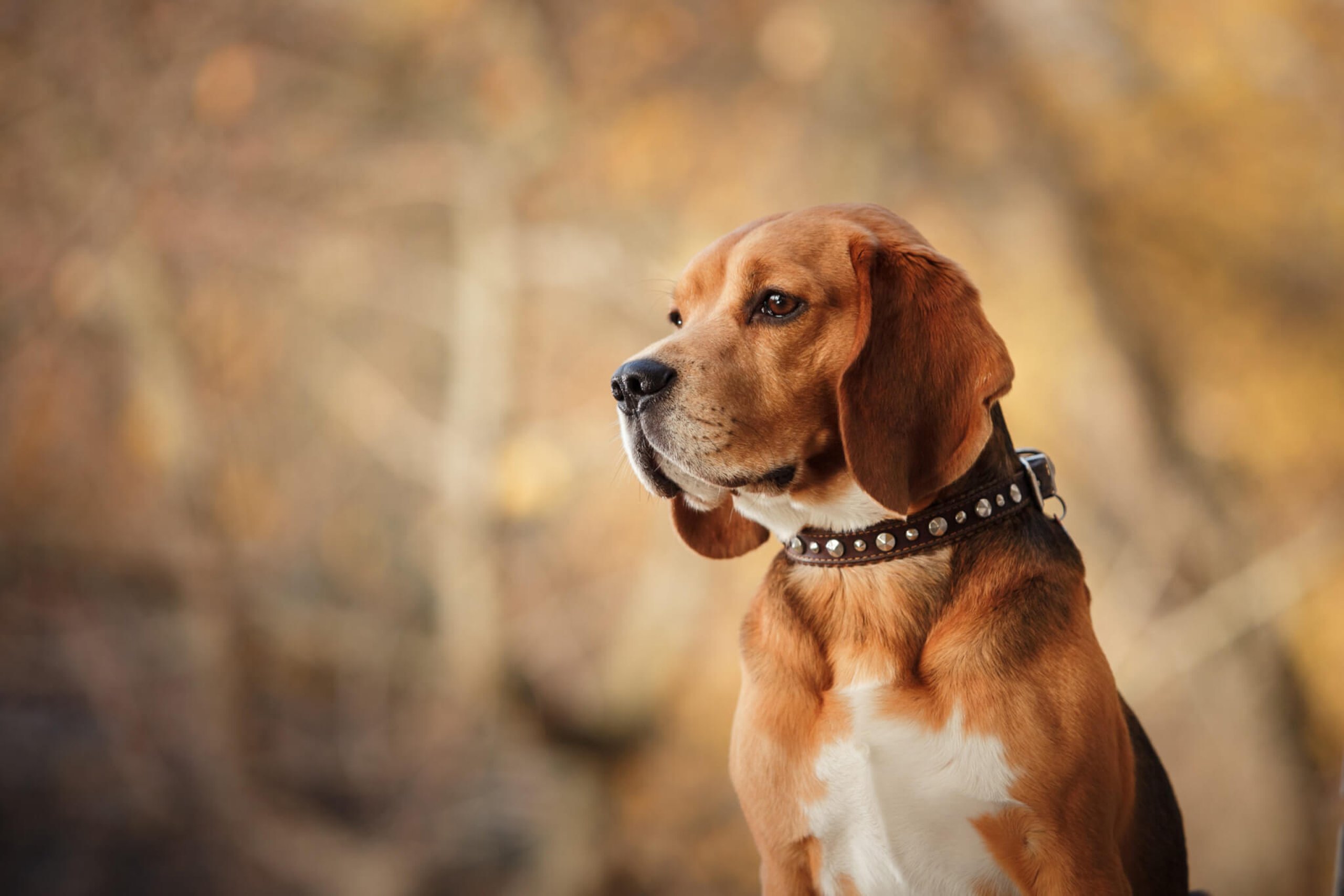 Beagle day (22nd April) Days Of The Year