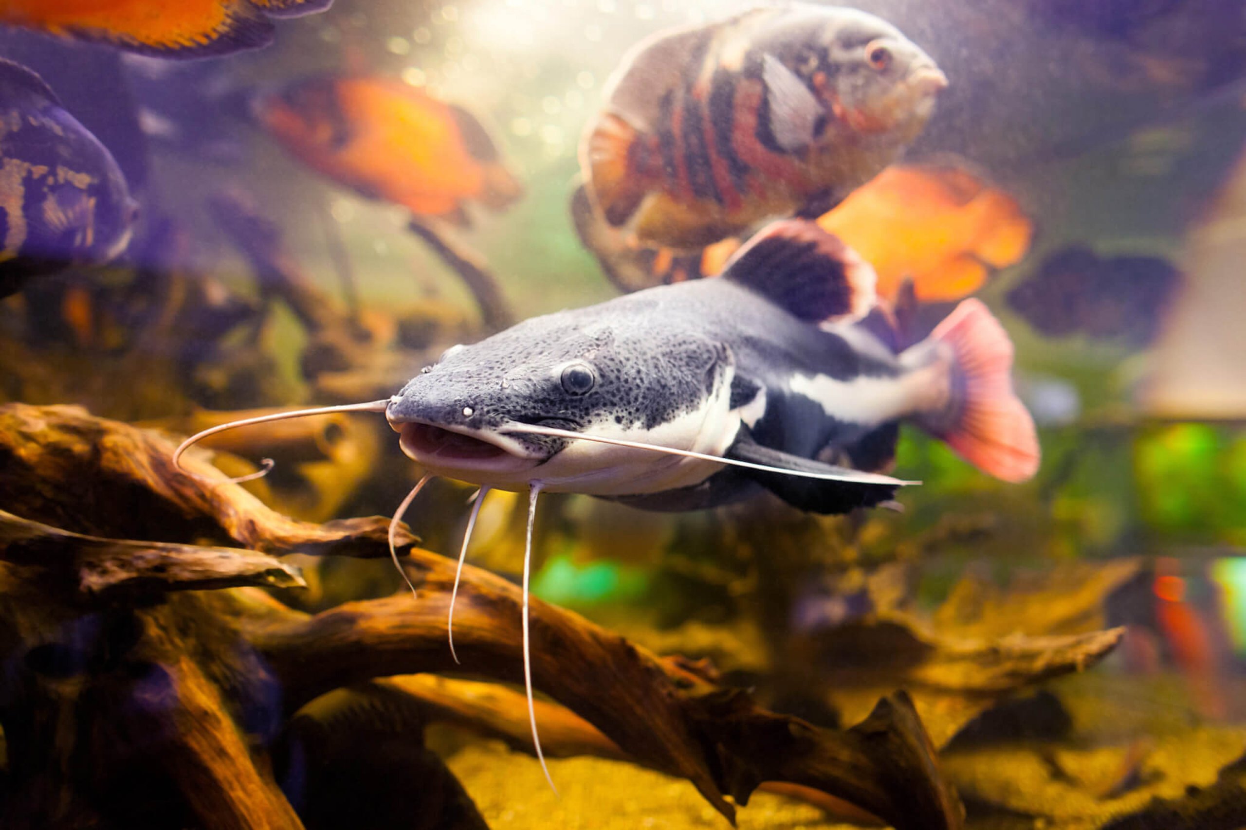 Catfish Day (25th June) Days Of The Year