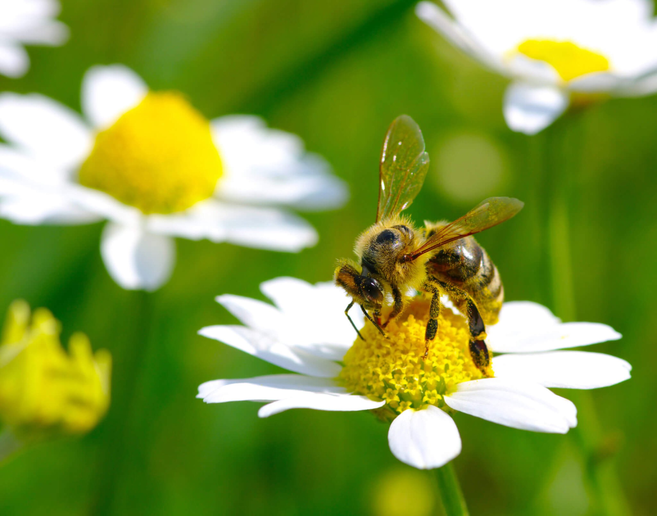 Don T Step On A Bee Day 10th July Days Of The Year Don T Step On A Bee Day 10th July Days Of The Year