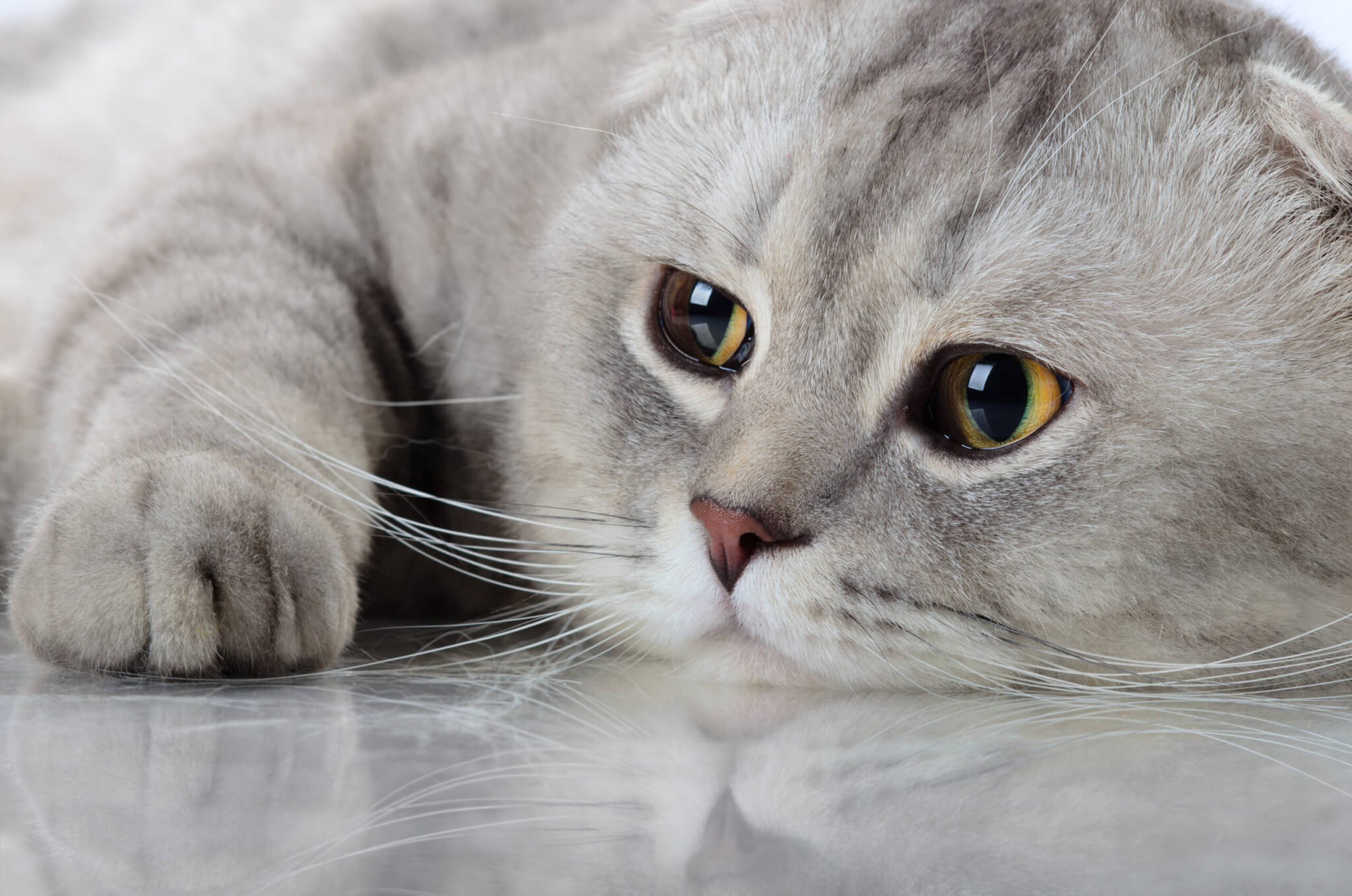 International Cat Day (8th August) Days Of The Year