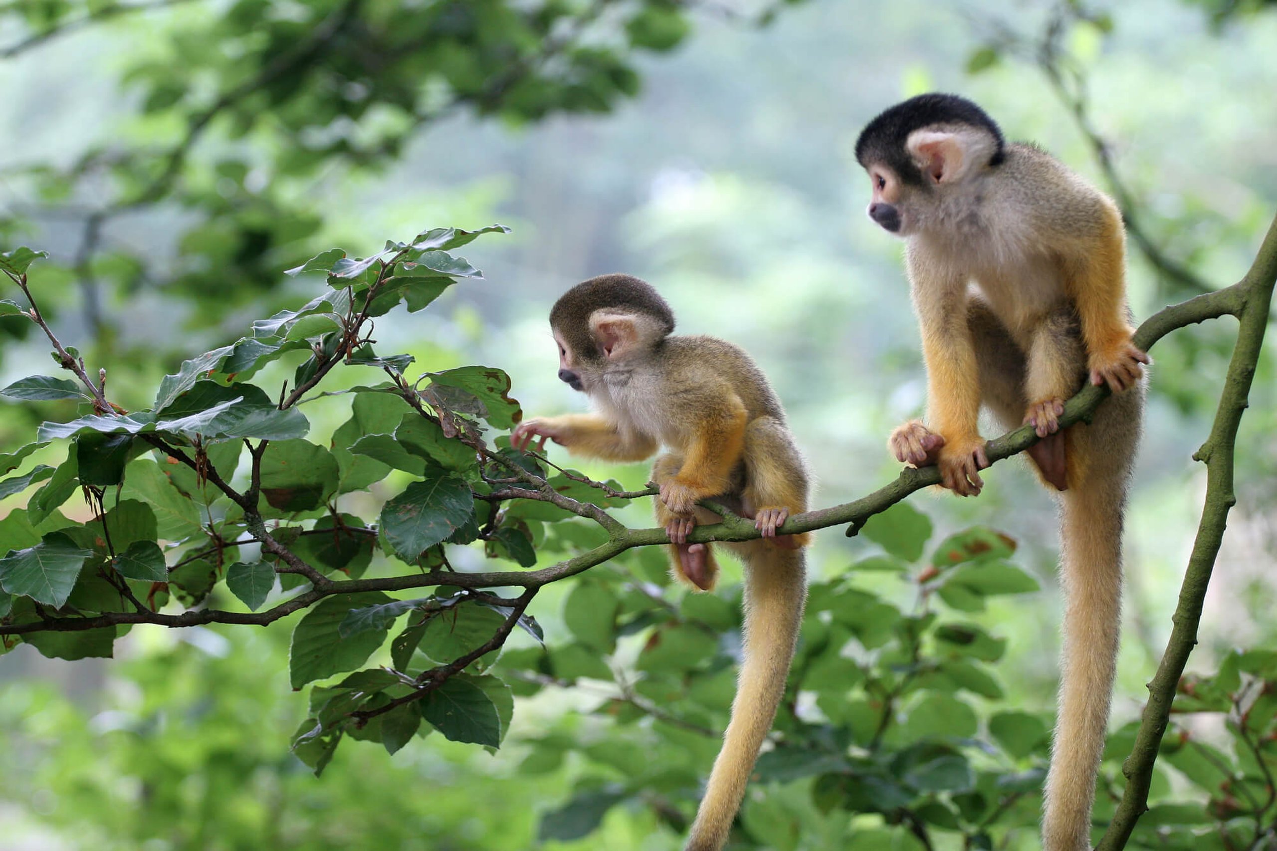 Monkey Day (14th December) Days Of The Year