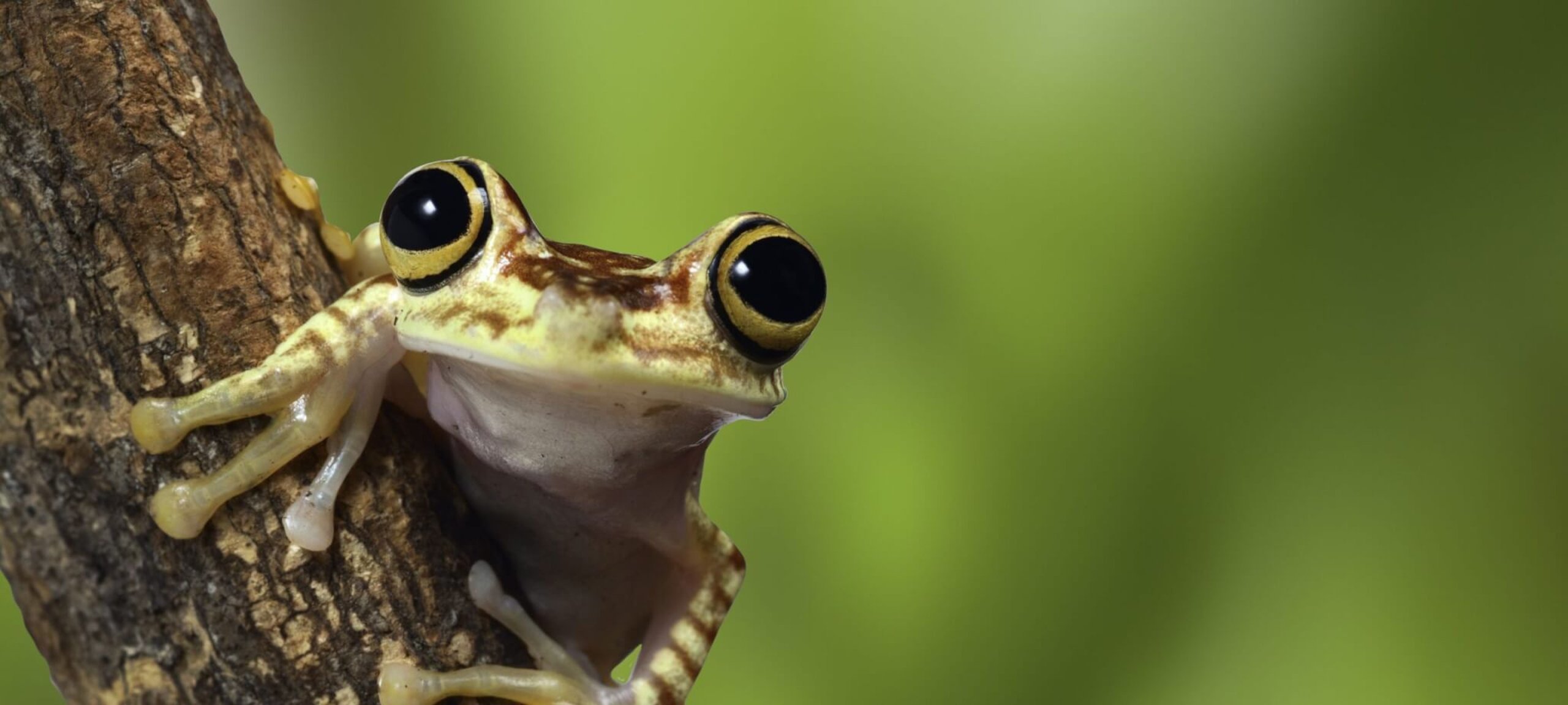 Save The Frogs Day (24th April, 2021) Days Of The Year