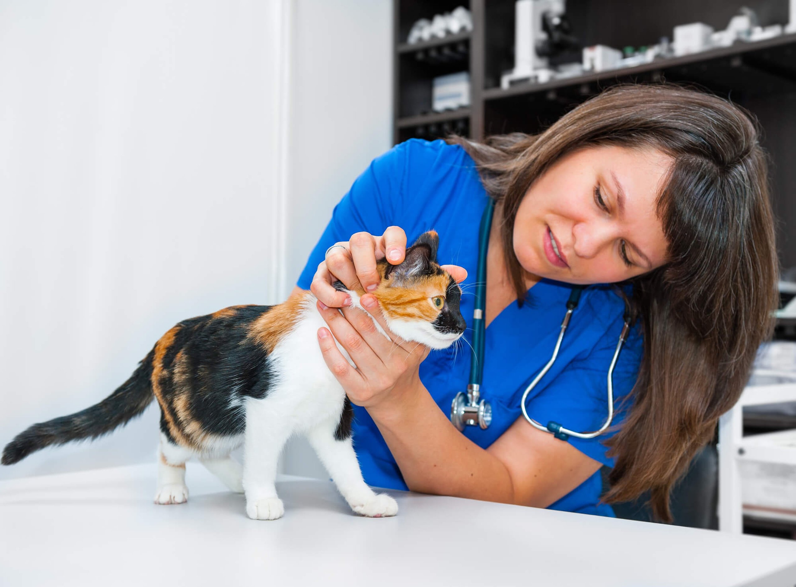 Take Your Cat to the Vet Day (22nd August) Days Of The Year