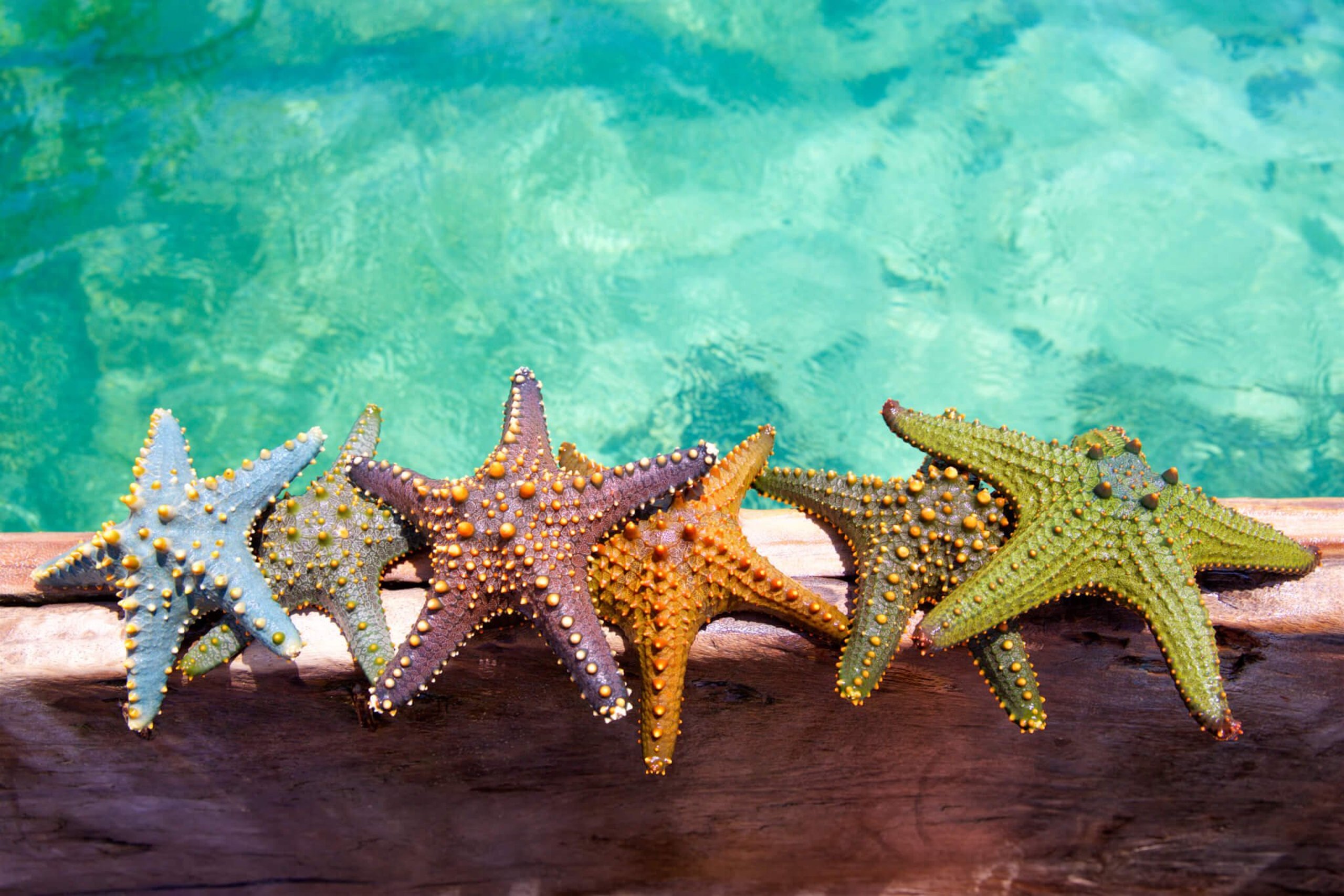 World Aquatic Animal Day (3rd April) | Days Of The Year